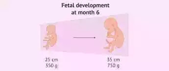 How long is the fetus in the first month
