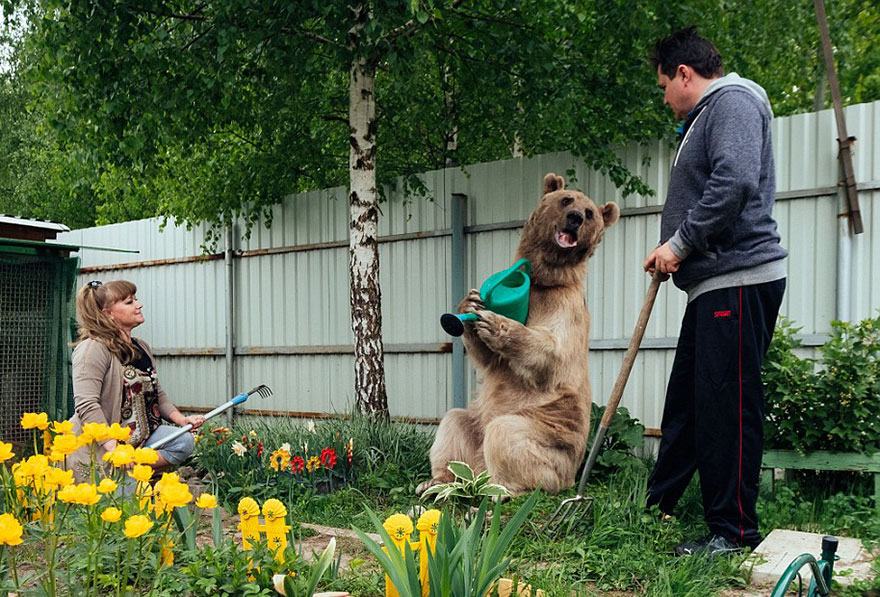 Russian Couple Adopted An Orphaned Bear 23 Years Ago, And They Still Live Together - And did we mention that gardening is his ultimate passion?