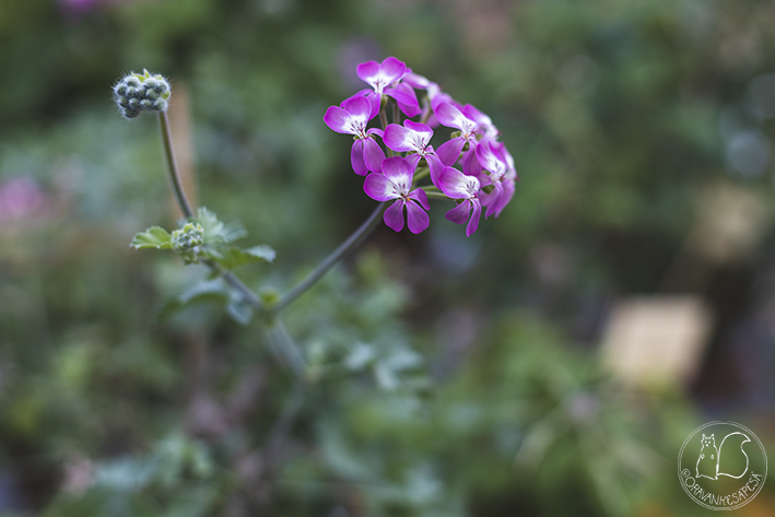 Saarelman puutarha pelargoninäyttely Pelargonium gibbosum pink