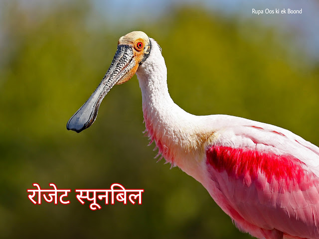 स्पूनबिल पक्षी (Spoonbill Bird)