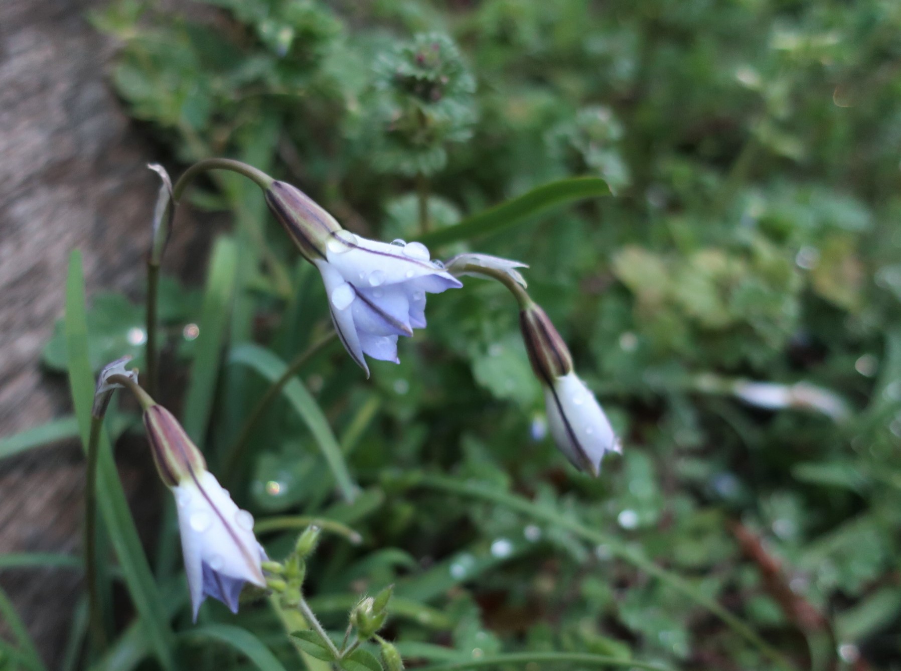 Plants And Flowers In Tokyo By Kei Narujima 東京の草花 なるじまけい Ipheion Uniflorum Springstar 花韮 ハナニラ