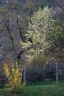 Final light catches the blossom on this tree