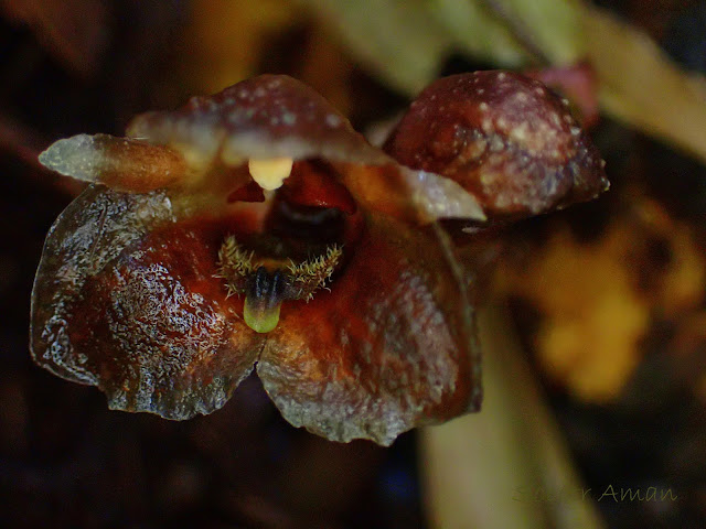 Gastrodia pubilabiata