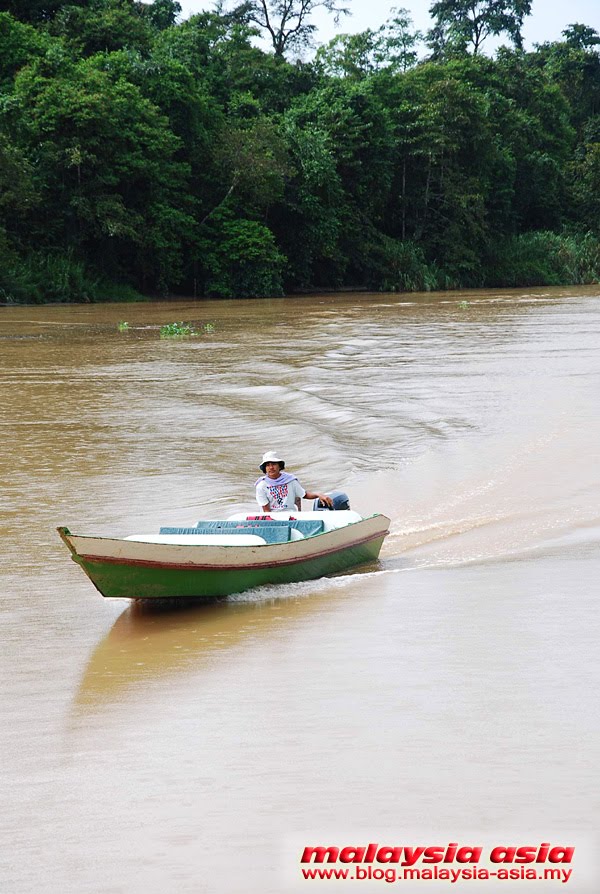 Kinabatangan River Sukau