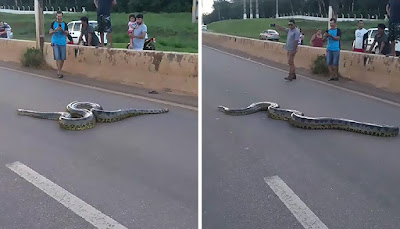 Ular Raksasa Melintas di Jalan Raya, Inilah Yang Dilakukan Warga