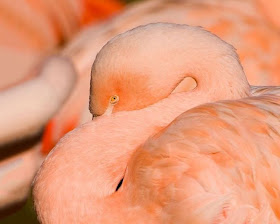 Flock of flamingos at Lake Nakuru, flamingo photos, flamingo pictures, flamingoes pics