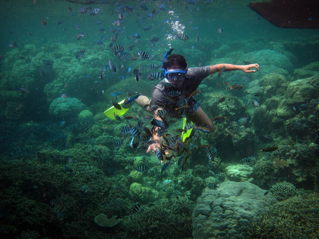 Snorkeling di Karimunjawa