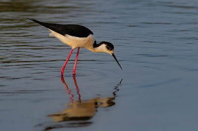 Black-winged Stilt at Kalloni Lesvos