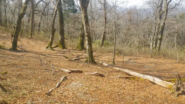 奥白髪山 八反奈路