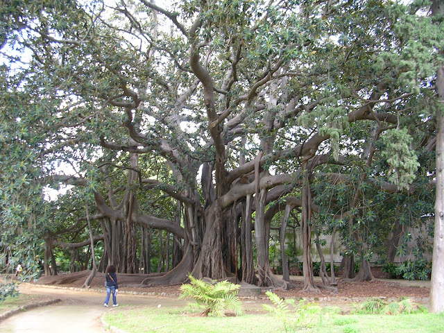 Ficus macrophylla