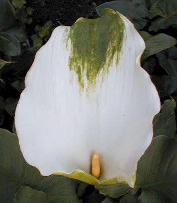 Calla Aethiopica Green Goddess