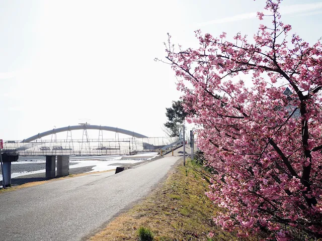 酒匂川サイクリングロード　河津桜