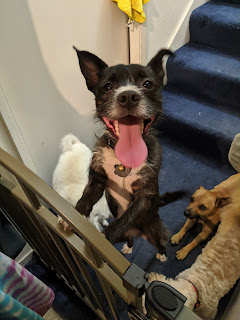 Black and white dog with tongue out, leaning on a gate