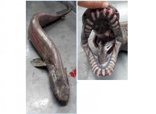 Living Fossil: Prehistoric Shark That Lived From Age Of Dinosaur Caught Off Portugal Coast