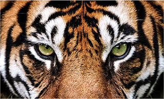 Trending Visual tiger eyes editing in picsart 