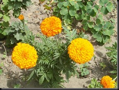 SAM_0340
