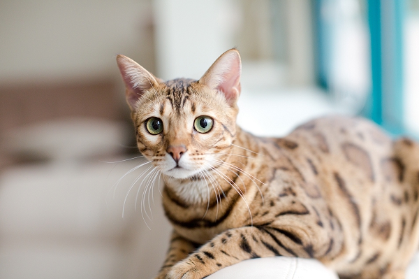 Pink Bengal Cat