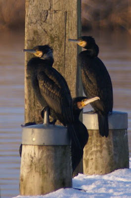 Aalscholver - Ielgoes - Phalacrocorax carbo