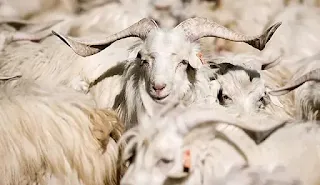 China : Successful cloning of two Tibetan goats