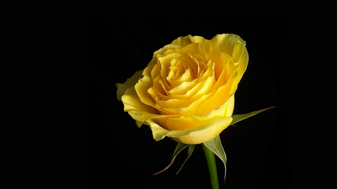 https://blogger.googleusercontent.com/img/b/R29vZ2xl/AVvXsEgmpQsUZag0sILbeFDbgcULvxZI3tPqiqH0i7RMA6VW5NCJbYLhQWZJtlnmu4hwkER36cggv99Ke1OFDR3d49DvYj0kXqWI1T97DhsFigLteiTBPCqraZINWqfweWfoC1xL2cIPKtue9u9z/s1600/yellow-rose-flower-wallpaper-1366x768.jpg