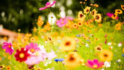 vivid,flowers