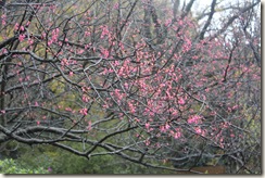 IMG_2796