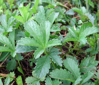 creeping cinquefoil