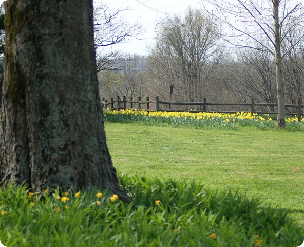 daffodils 2