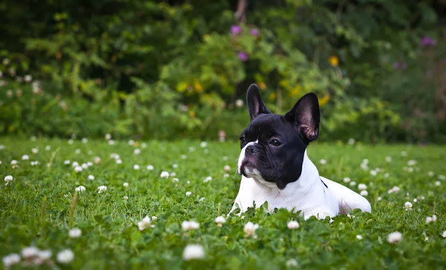 French Bulldog HD Wallpapers