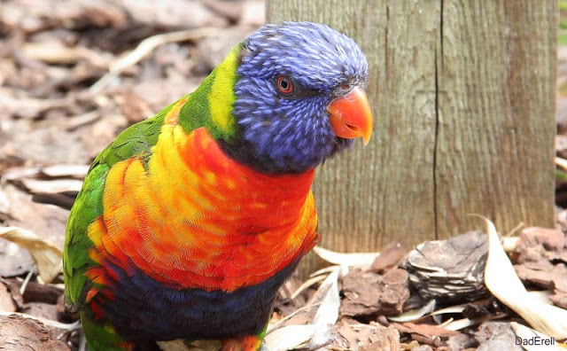 Lori arc-en-ciel, parc des oiseaux Villars-les-Dombes