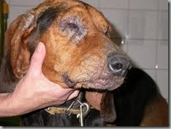 leshmaniasis en perros