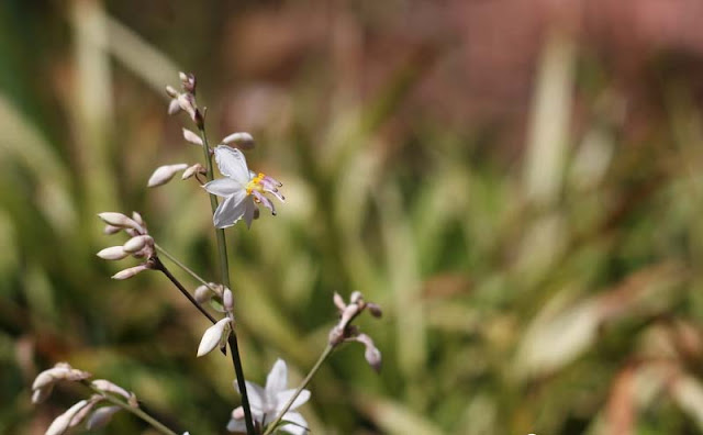 Arthropodium Cirratum Flowers Pictures