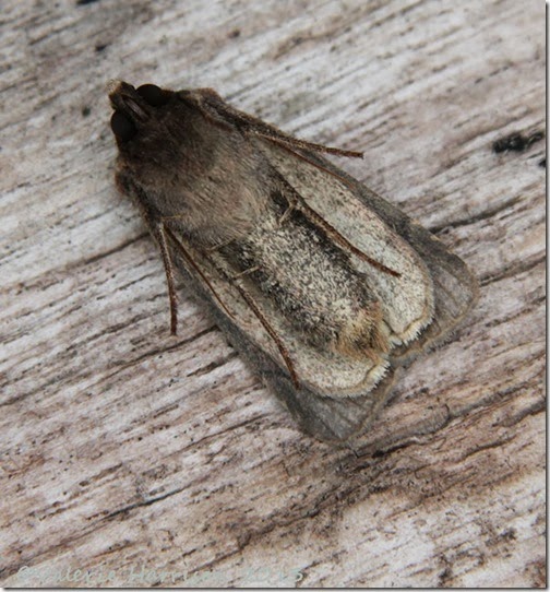 Square-spot Rustic-underside