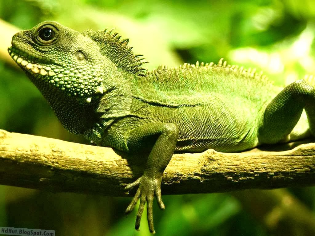 http://hdhut.blogspot.com/2014/02/top-18-most-beautiful-and-unseen-iguana.html