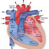 The Heart and heart disease