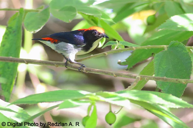 Scarlet-backed Flowerpecker (Dicaeum cruentatum)