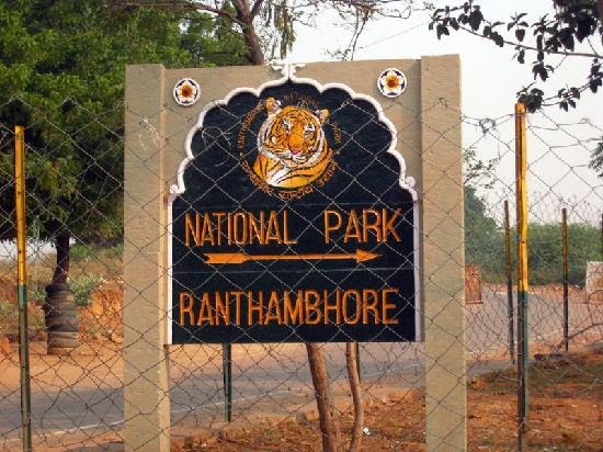 Ranthambore national park safari