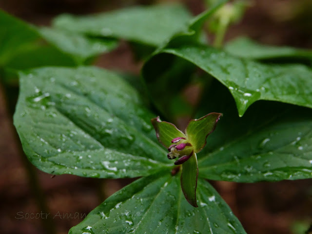 Trillium smallii