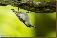 White-breasted Nuthatch - Sitta carolinensis
