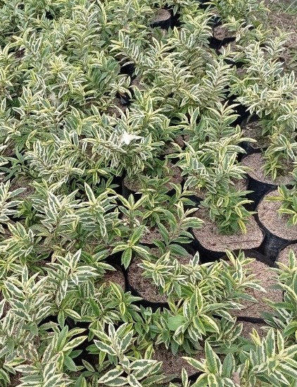 bibit jambu variegata harga bervariasi Tangerang Selatan