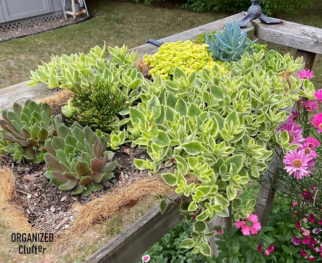 Photo of a coco liner basket of succulents