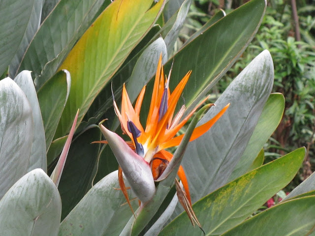 Fioritura Strelitzia reginae