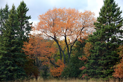 black cherry foliage flaming in Autumn