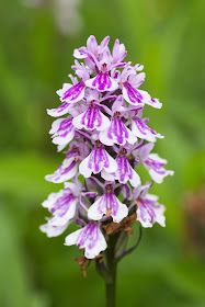 Common Spotted Orchid - Soton Common, Hampshire