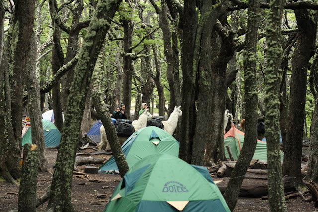 campamento poincenot llamas argentina camping