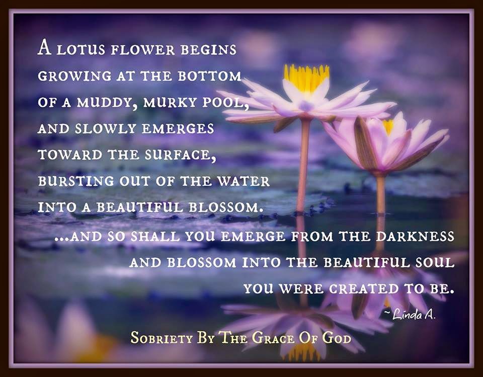 A lotus flower begins growing at the bottom of a muddy