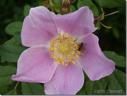 Wildrose