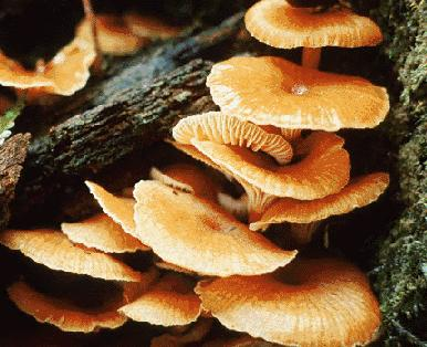 fungi.
