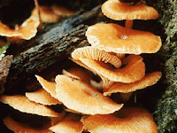 Peranan Fungi Bagi Kehidupan Manusia