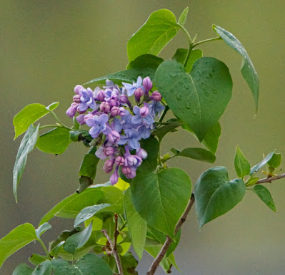 lilac bush photo by mbgphoto